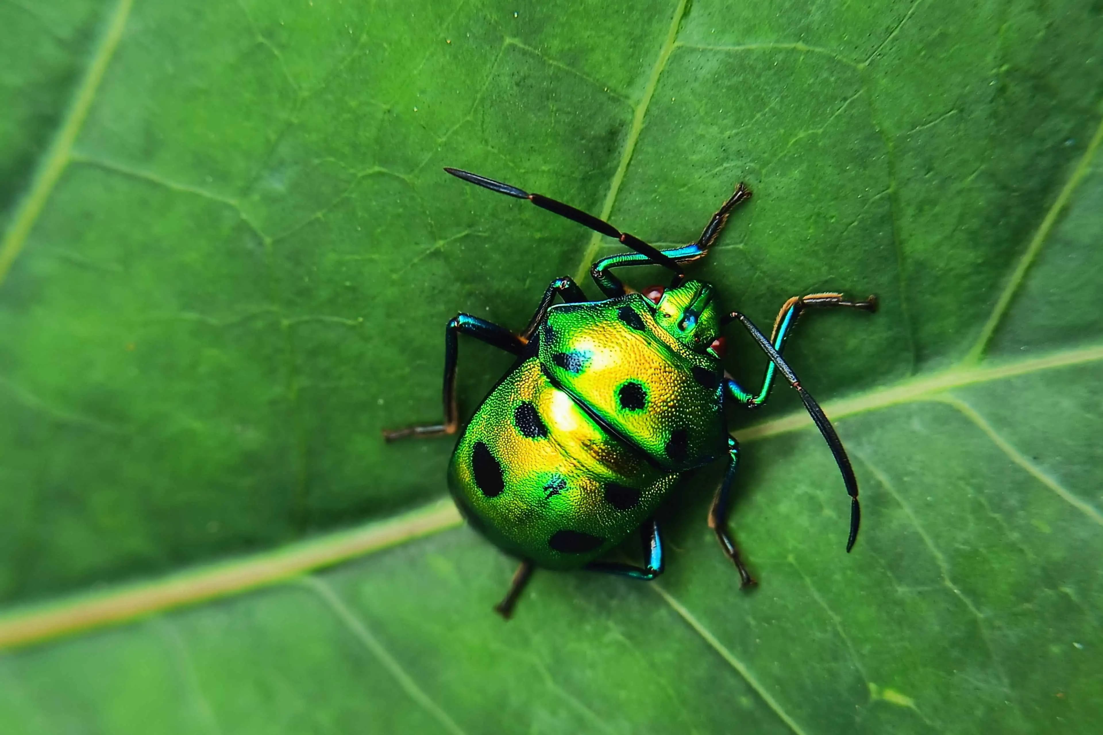Twilight Nature Trail at Aarey