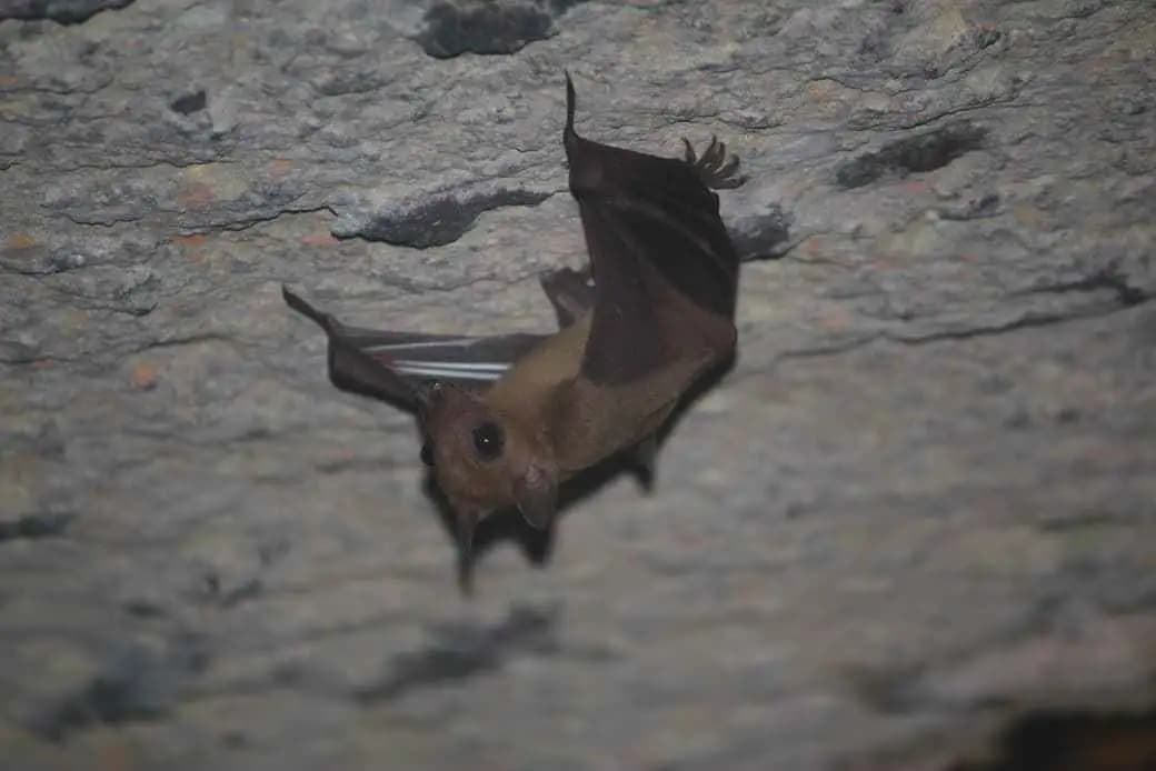 Bat Walk with Naturalist Explorers